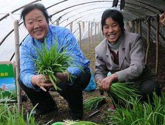 閏月栽韭菜不吉利嗎