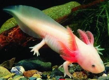 家里養六角恐龍影響風水嗎