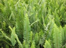 怎么固定蜈蚣草