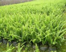 蜈蚣草不用水草泥能活嗎