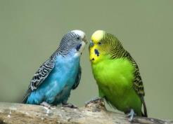 虎皮鸚鵡沒精神老閉眼怎么辦