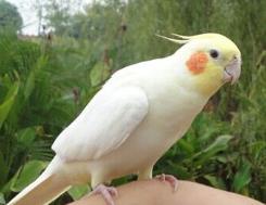 玄鳳鸚鵡的羽粉怎么辦