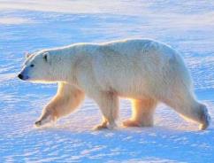 北極熊和石灰燈哪個好