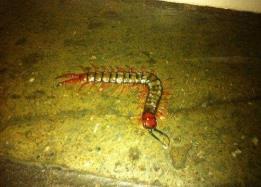 墓地出現蜈蚣是吉兆嗎