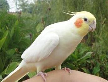 玄鳳鸚鵡掉毛怎么辦