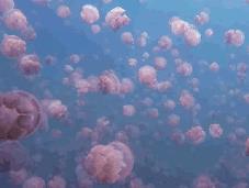 水母粉能代替拉絲粉嗎