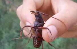 水牛昆蟲咬人有毒嗎