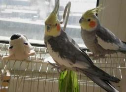 玄鳳鸚鵡雛鳥嗉囊有空氣怎么辦