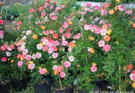 變色龍月季和藤彩虹的區(qū)別