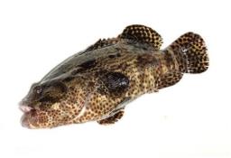 老虎斑和珍珠龍膽的區別