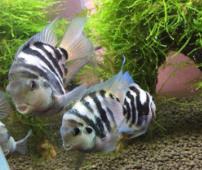 迷你鸚鵡為什么會(huì)變色