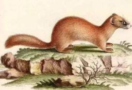 身上有黃仙的征兆