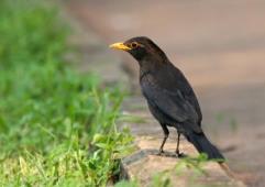 烏鶇來臨預(yù)示什么