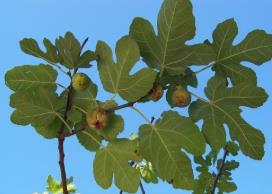 無花果樹栽種院內的禁忌