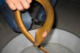 望月鱔有科學依據(jù)嗎