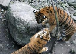 東北虎團滅28只狼是真的嗎