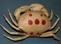 紅斑瓢蟹為什么有毒性