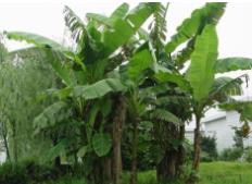 芭蕉樹風水禁忌