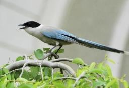 灰喜鵲叫有什么兆頭