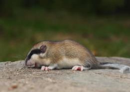 睡鼠尾巴斷了怎么辦