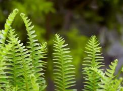 蜈蚣草可以拿來養魚嗎