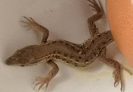 壁虎在店里地上爬走預示什么