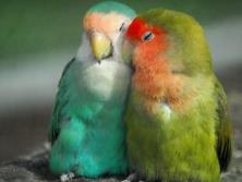 玄鳳鸚鵡是一夫一妻制嗎