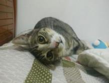 為什么說養貓窮三代