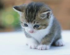 養貓會帶來什么運氣