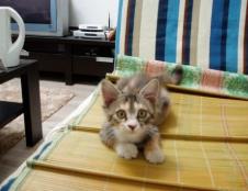 養貓的民間禁忌