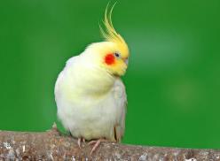 玄鳳鸚鵡單腿站立怎么回事