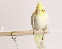 玄鳳鸚鵡可以帶腳鏈嗎