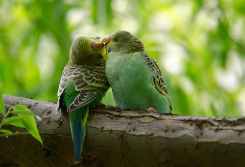 兩只小鸚鵡在一起為什么總會咬嘴吧