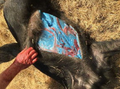 野豬肚有蟲子能吃嗎