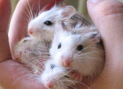 倉鼠感冒了會自己好嗎