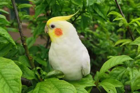 成年玄鳳鸚鵡怎么訓(xùn)練吹口哨