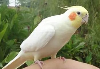 玄鳳鸚鵡一個人在家會孤單嗎