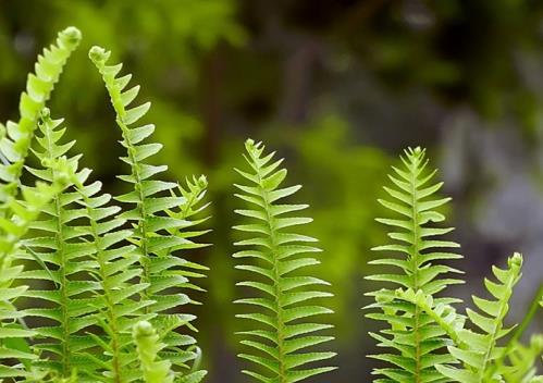 蜈蚣草剪斷還能活嗎