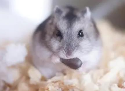 倉鼠放生野外可以存活下來嗎