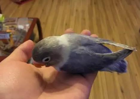 碧云天鸚鵡是什么品種