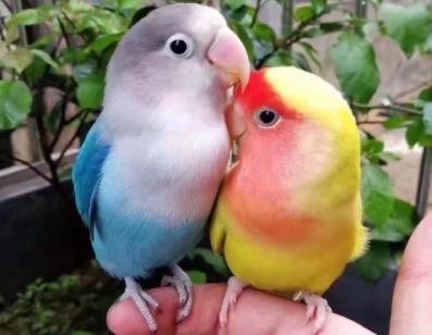 玄鳳鸚鵡流眼淚怎么回事