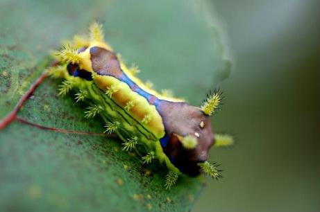 八角蟲蟄了怎么辦