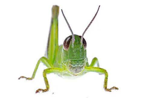 蝗蟲肚子里有鐵線蟲嗎