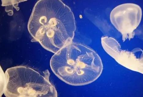 抓桃花水母犯法嗎