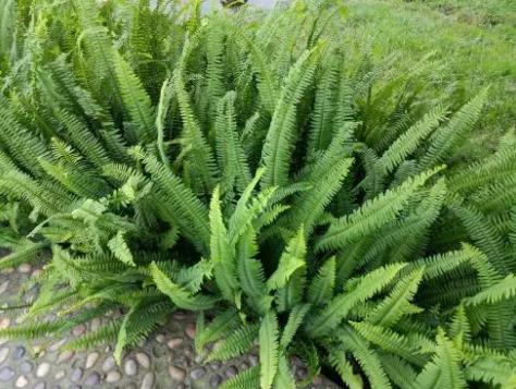 蜈蚣草發黃后能恢復嗎