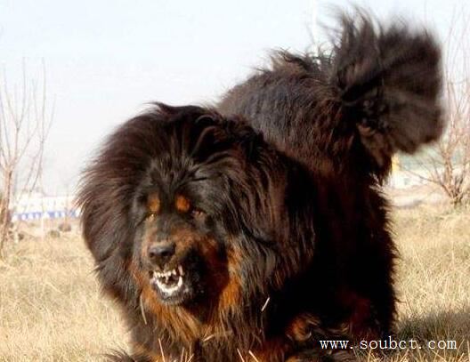 世界上最貴的東西，十大天價商品大集合