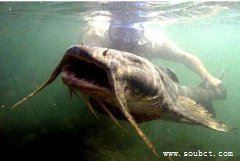 世界上最大的鯰魚,恐怖六須巨鯰能吃下一個人