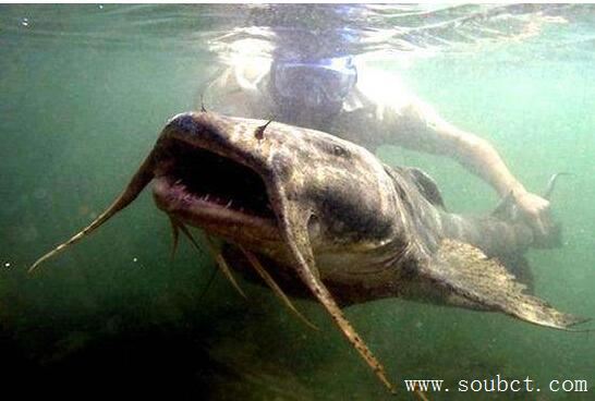 世界上最大的鯰魚,恐怖六須巨鯰能吃下一個人