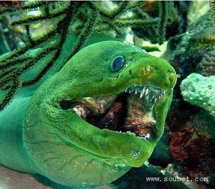 海洋中最兇猛的魚,海洋“綠巨人”海鱔生吞海豚