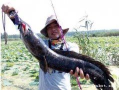 蛇頭魚入侵北美，中國發揚吃貨精神拯救美國人